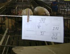 Breeding area us Brad