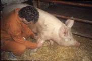 Examine pig 2