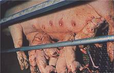 Farrowing feeding piglets