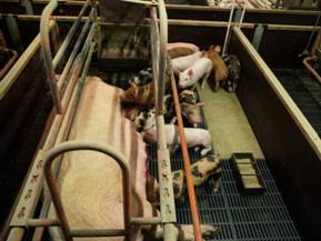 Farrowing design\Farrow uk6 mixed.JPG