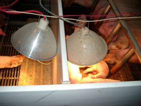 Farrowing design\Farrow matposition1.jpg