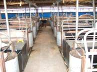 Farrowing design\Farr au 2a.jpg