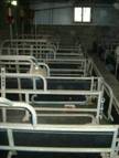 Farrowing design\Farr empty farrow kr.JPG