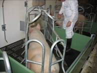 Farrowing design\Farrow angle crate.JPG
