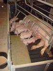 Farrowing design\Farrowing crate angle IR.jpg
