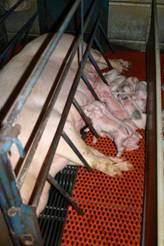 Farrowing design\Farr piglet new asleep.JPG