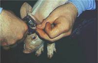 Identification tattoo piglets