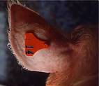 Identification ear tag
