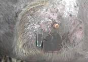 EAR TAGS