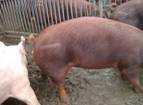 Marking%20pigs%20sissors