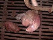 Mummified piglets kim