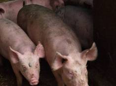 Pig flow variable pig au