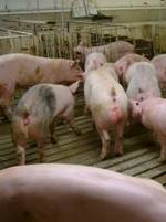 Repro gilt  boar3