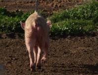 Condition thin sow outdoor 2