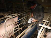 Water checking farrow