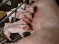 Farrowing piglets ch