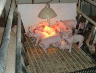 Farr combined piglets