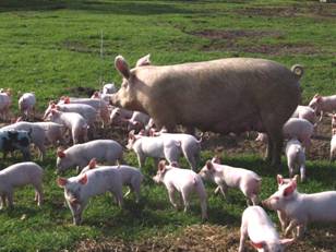 Outdoor farrow sow 3a