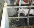 water drinker farrowing ca turned