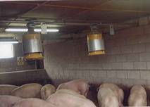 Sow dump feeders