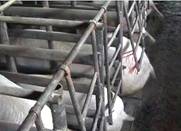 Floor Overlong sow crate