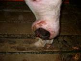Leg granuloma 