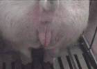 Repro large vulva old sow