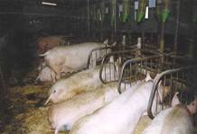 Sow tethers