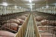 Sow gestation 1