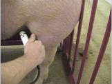 Pregnancy checking