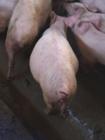 Rectal stricture au 2