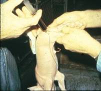 Medicine  injpigleg B