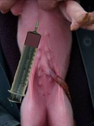 Euthanasia intracardiac