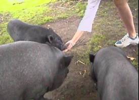 Medicine giving tablets 1