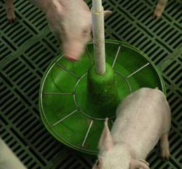 Medication ileitis vaccine gr 1