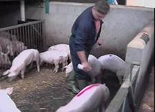 Medicine marking pigs