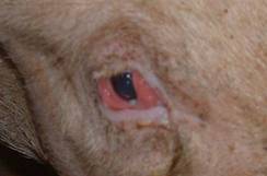 Connjunctivitis still 2