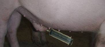 medication intraprepuce