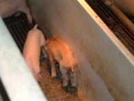E. coli scour piglet.JPG
