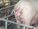 Repro vulval edema before farrowing kr