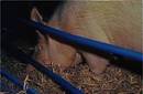 Farrowing nesting behaviour