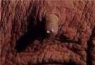 Mammary milk teat openings 2