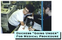 Duchess "Going Under" for a medical procedure.
