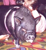 WHY VACCINATE YOUR POTBELLIED PIG?