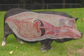 Anatomy Pet side