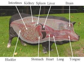 Anatomy Pet side label copy