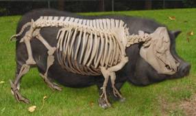 Anatomy Pig and skeleton Pet