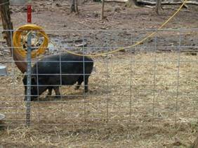 pig a 07
