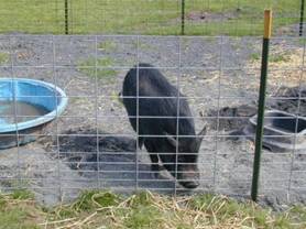 pig a 26