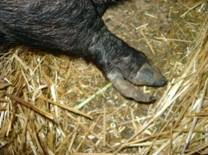 Feet supernumary overgrowth pet 2